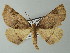  ( - BC ZSM Lep 63717)  @13 [ ] CreativeCommons - Attribution Non-Commercial Share-Alike (2013) Axel Hausmann/Bavarian State Collection of Zoology (ZSM) SNSB, Zoologische Staatssammlung Muenchen
