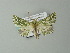  ( - BC ZSM Lep 63725)  @13 [ ] CreativeCommons - Attribution Non-Commercial Share-Alike (2013) Axel Hausmann/Bavarian State Collection of Zoology (ZSM) SNSB, Zoologische Staatssammlung Muenchen