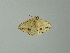  ( - BC ZSM Lep 63771)  @12 [ ] CreativeCommons - Attribution Non-Commercial Share-Alike (2013) Axel Hausmann/Bavarian State Collection of Zoology (ZSM) SNSB, Zoologische Staatssammlung Muenchen