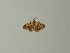  ( - BC ZSM Lep 63788)  @12 [ ] CreativeCommons - Attribution Non-Commercial Share-Alike (2013) Axel Hausmann/Bavarian State Collection of Zoology (ZSM) SNSB, Zoologische Staatssammlung Muenchen