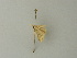  (Idaea AH01SA - BC ZSM Lep 63791)  @11 [ ] CreativeCommons - Attribution Non-Commercial Share-Alike (2013) Axel Hausmann/Bavarian State Collection of Zoology (ZSM) SNSB, Zoologische Staatssammlung Muenchen