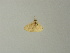  ( - BC ZSM Lep 63795)  @12 [ ] CreativeCommons - Attribution Non-Commercial Share-Alike (2013) Axel Hausmann/Bavarian State Collection of Zoology (ZSM) SNSB, Zoologische Staatssammlung Muenchen