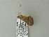  ( - BC ZSM Lep 64567)  @12 [ ] CreativeCommons - Attribution Non-Commercial Share-Alike (2012) Axel Hausmann/Bavarian State Collection of Zoology (ZSM) SNSB, Zoologische Staatssammlung Muenchen