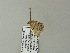  ( - BC ZSM Lep 64578)  @12 [ ] CreativeCommons - Attribution Non-Commercial Share-Alike (2012) Axel Hausmann/Bavarian State Collection of Zoology (ZSM) SNSB, Zoologische Staatssammlung Muenchen