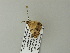 ( - BC ZSM Lep 64591)  @12 [ ] CreativeCommons - Attribution Non-Commercial Share-Alike (2012) Axel Hausmann/Bavarian State Collection of Zoology (ZSM) SNSB, Zoologische Staatssammlung Muenchen
