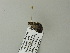  ( - BC ZSM Lep 64593)  @12 [ ] CreativeCommons - Attribution Non-Commercial Share-Alike (2012) Axel Hausmann/Bavarian State Collection of Zoology (ZSM) SNSB, Zoologische Staatssammlung Muenchen
