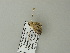  ( - BC ZSM Lep 64597)  @12 [ ] CreativeCommons - Attribution Non-Commercial Share-Alike (2012) Axel Hausmann/Bavarian State Collection of Zoology (ZSM) SNSB, Zoologische Staatssammlung Muenchen