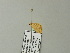  ( - BC ZSM Lep 64600)  @12 [ ] CreativeCommons - Attribution Non-Commercial Share-Alike (2012) Axel Hausmann/Bavarian State Collection of Zoology (ZSM) SNSB, Zoologische Staatssammlung Muenchen