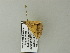  ( - BC ZSM Lep 64637)  @12 [ ] CreativeCommons - Attribution Non-Commercial Share-Alike (2012) Axel Hausmann/Bavarian State Collection of Zoology (ZSM) SNSB, Zoologische Staatssammlung Muenchen