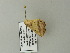  ( - BC ZSM Lep 64638)  @12 [ ] CreativeCommons - Attribution Non-Commercial Share-Alike (2012) Axel Hausmann/Bavarian State Collection of Zoology (ZSM) SNSB, Zoologische Staatssammlung Muenchen