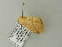  ( - BC ZSM Lep 64646)  @12 [ ] CreativeCommons - Attribution Non-Commercial Share-Alike (2012) Axel Hausmann/Bavarian State Collection of Zoology (ZSM) SNSB, Zoologische Staatssammlung Muenchen