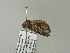  ( - BC ZSM Lep 64671)  @12 [ ] CreativeCommons - Attribution Non-Commercial Share-Alike (2012) Axel Hausmann/Bavarian State Collection of Zoology (ZSM) SNSB, Zoologische Staatssammlung Muenchen