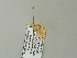  ( - BC ZSM Lep 64698)  @12 [ ] CreativeCommons - Attribution Non-Commercial Share-Alike (2012) Axel Hausmann/Bavarian State Collection of Zoology (ZSM) SNSB, Zoologische Staatssammlung Muenchen
