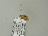  ( - BC ZSM Lep 64703)  @12 [ ] CreativeCommons - Attribution Non-Commercial Share-Alike (2012) Axel Hausmann/Bavarian State Collection of Zoology (ZSM) SNSB, Zoologische Staatssammlung Muenchen