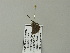  ( - BC ZSM Lep 64716)  @12 [ ] CreativeCommons - Attribution Non-Commercial Share-Alike (2012) Axel Hausmann/Bavarian State Collection of Zoology (ZSM) SNSB, Zoologische Staatssammlung Muenchen