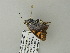  ( - BC ZSM Lep 64718)  @12 [ ] CreativeCommons - Attribution Non-Commercial Share-Alike (2012) Axel Hausmann/Bavarian State Collection of Zoology (ZSM) SNSB, Zoologische Staatssammlung Muenchen