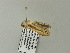  (Empusada - BC ZSM Lep 64743)  @12 [ ] CreativeCommons - Attribution Non-Commercial Share-Alike (2012) Axel Hausmann/Bavarian State Collection of Zoology (ZSM) SNSB, Zoologische Staatssammlung Muenchen