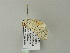  (Eudasychira poliotis - BC ZSM Lep 64744)  @12 [ ] CreativeCommons - Attribution Non-Commercial Share-Alike (2012) Axel Hausmann/Bavarian State Collection of Zoology (ZSM) SNSB, Zoologische Staatssammlung Muenchen