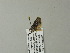  ( - BC ZSM Lep 64969)  @12 [ ] CreativeCommons - Attribution Non-Commercial Share-Alike (2012) Axel Hausmann/Bavarian State Collection of Zoology (ZSM) SNSB, Zoologische Staatssammlung Muenchen