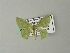  ( - BC ZSM Lep 64980)  @13 [ ] CreativeCommons - Attribution Non-Commercial Share-Alike (2012) Axel Hausmann/Bavarian State Collection of Zoology (ZSM) SNSB, Zoologische Staatssammlung Muenchen