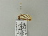  ( - BC ZSM Lep 64996)  @12 [ ] CreativeCommons - Attribution Non-Commercial Share-Alike (2012) Axel Hausmann/Bavarian State Collection of Zoology (ZSM) SNSB, Zoologische Staatssammlung Muenchen
