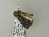  ( - BC ZSM Lep 65000)  @12 [ ] CreativeCommons - Attribution Non-Commercial Share-Alike (2012) Axel Hausmann/Bavarian State Collection of Zoology (ZSM) SNSB, Zoologische Staatssammlung Muenchen