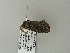  ( - BC ZSM Lep 65001)  @12 [ ] CreativeCommons - Attribution Non-Commercial Share-Alike (2012) Axel Hausmann/Bavarian State Collection of Zoology (ZSM) SNSB, Zoologische Staatssammlung Muenchen