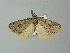  ( - BC ZSM Lep 65008)  @12 [ ] CreativeCommons - Attribution Non-Commercial Share-Alike (2012) Axel Hausmann/Bavarian State Collection of Zoology (ZSM) SNSB, Zoologische Staatssammlung Muenchen