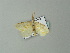  ( - BC ZSM Lep 65014)  @12 [ ] CreativeCommons - Attribution Non-Commercial Share-Alike (2012) Axel Hausmann/Bavarian State Collection of Zoology (ZSM) SNSB, Zoologische Staatssammlung Muenchen