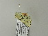  ( - BC ZSM Lep 65024)  @12 [ ] CreativeCommons - Attribution Non-Commercial Share-Alike (2012) Axel Hausmann/Bavarian State Collection of Zoology (ZSM) SNSB, Zoologische Staatssammlung Muenchen