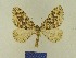  ( - BMB Lep 00713)  @12 [ ] Copyright (2012) Axel Hausmann/Bavarian State Collection of Zoology (ZSM) SNSB, Zoologische Staatssammlung Muenchen