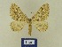  ( - BMB Lep 00715)  @13 [ ] Copyright (2012) Axel Hausmann/Bavarian State Collection of Zoology (ZSM) SNSB, Zoologische Staatssammlung Muenchen