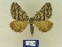  ( - BMB Lep 00752)  @11 [ ] Copyright (2012) Axel Hausmann/Bavarian State Collection of Zoology (ZSM) SNSB, Zoologische Staatssammlung Muenchen