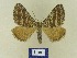  ( - BMB Lep 00753)  @14 [ ] Copyright (2012) Axel Hausmann/Bavarian State Collection of Zoology (ZSM) SNSB, Zoologische Staatssammlung Muenchen