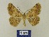  ( - BMB Lep 00763)  @12 [ ] Copyright (2012) Axel Hausmann/Bavarian State Collection of Zoology (ZSM) SNSB, Zoologische Staatssammlung Muenchen