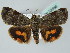  ( - BC ZSM Lep 52536)  @14 [ ] CreativeCommons - Attribution Non-Commercial Share-Alike (2012) Axel Hausmann/Bavarian State Collection of Zoology (ZSM) SNSB, Zoologische Staatssammlung Muenchen