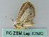  ( - BC ZSM Lep 52580)  @12 [ ] CreativeCommons - Attribution Non-Commercial Share-Alike (2012) Axel Hausmann/Bavarian State Collection of Zoology (ZSM) SNSB, Zoologische Staatssammlung Muenchen