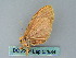  ( - BC ZSM Lep 52584)  @11 [ ] CreativeCommons - Attribution Non-Commercial Share-Alike (2012) Axel Hausmann/Bavarian State Collection of Zoology (ZSM) SNSB, Zoologische Staatssammlung Muenchen