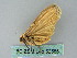  ( - BC ZSM Lep 52585)  @13 [ ] CreativeCommons - Attribution Non-Commercial Share-Alike (2012) Axel Hausmann/Bavarian State Collection of Zoology (ZSM) SNSB, Zoologische Staatssammlung Muenchen