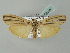  (Tigrioides leucanioides - BC ZSM Lep 52586)  @14 [ ] CreativeCommons - Attribution Non-Commercial Share-Alike (2012) Axel Hausmann/Bavarian State Collection of Zoology (ZSM) SNSB, Zoologische Staatssammlung Muenchen