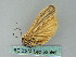 ( - BC ZSM Lep 52586)  @13 [ ] CreativeCommons - Attribution Non-Commercial Share-Alike (2012) Axel Hausmann/Bavarian State Collection of Zoology (ZSM) SNSB, Zoologische Staatssammlung Muenchen
