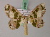  ( - BC ZSM Lep 54392)  @11 [ ] CreativeCommons - Attribution Non-Commercial Share-Alike (2012) Axel Hausmann/Bavarian State Collection of Zoology (ZSM) SNSB, Zoologische Staatssammlung Muenchen