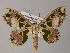 (Scopula AH01Ph - BC ZSM Lep 54393)  @14 [ ] CreativeCommons - Attribution Non-Commercial Share-Alike (2012) Axel Hausmann/Bavarian State Collection of Zoology (ZSM) SNSB, Zoologische Staatssammlung Muenchen