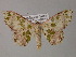  ( - BC ZSM Lep 54394)  @11 [ ] CreativeCommons - Attribution Non-Commercial Share-Alike (2012) Axel Hausmann/Bavarian State Collection of Zoology (ZSM) SNSB, Zoologische Staatssammlung Muenchen