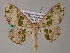  ( - BC ZSM Lep 54395)  @11 [ ] CreativeCommons - Attribution Non-Commercial Share-Alike (2012) Axel Hausmann/Bavarian State Collection of Zoology (ZSM) SNSB, Zoologische Staatssammlung Muenchen