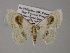  (Problepsis AH02Ph - BC ZSM Lep 54401)  @14 [ ] CreativeCommons - Attribution Non-Commercial Share-Alike (2012) Axel Hausmann/Bavarian State Collection of Zoology (ZSM) SNSB, Zoologische Staatssammlung Muenchen