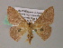  ( - BC ZSM Lep 54420)  @11 [ ] CreativeCommons - Attribution Non-Commercial Share-Alike (2012) Axel Hausmann/Bavarian State Collection of Zoology (ZSM) SNSB, Zoologische Staatssammlung Muenchen