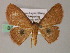 ( - BC ZSM Lep 54421)  @11 [ ] CreativeCommons - Attribution Non-Commercial Share-Alike (2012) Axel Hausmann/Bavarian State Collection of Zoology (ZSM) SNSB, Zoologische Staatssammlung Muenchen