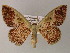  ( - BC ZSM Lep 54428)  @11 [ ] CreativeCommons - Attribution Non-Commercial Share-Alike (2012) Axel Hausmann/Bavarian State Collection of Zoology (ZSM) SNSB, Zoologische Staatssammlung Muenchen