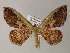  ( - BC ZSM Lep 54429)  @11 [ ] CreativeCommons - Attribution Non-Commercial Share-Alike (2012) Axel Hausmann/Bavarian State Collection of Zoology (ZSM) SNSB, Zoologische Staatssammlung Muenchen